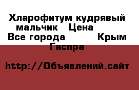 Хларофитум кудрявый мальчик › Цена ­ 30 - Все города  »    . Крым,Гаспра